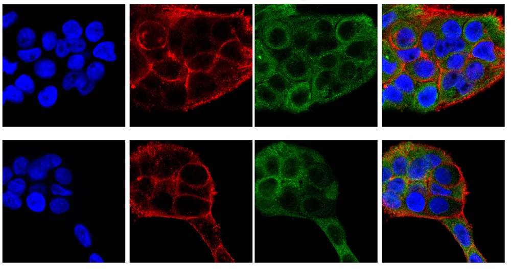 FITC Antibodies 异硫氰酸荧光素标记Antibodies抗体