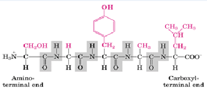 五甲川花菁染料标记透皮短肽CY5-TD-1