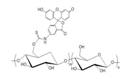 FITC-Dextran体内定位的探针异硫氰酸荧光素葡聚糖