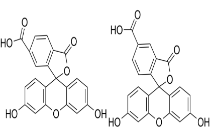 荧光素标记FITC-NH2/COOH异硫氰酸荧光素-氨基/羧基