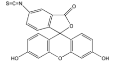 异硫氰酸荧光素27072-45-3；FITC标记蛋白方法