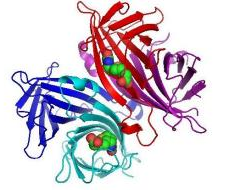 花菁染料CY标记链霉亲和素-检测生物素化的抗体、蛋白等