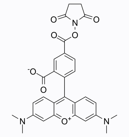 5-TAMRA, SE	5-羧基四甲基罗丹明琥珀酰亚胺酯  150810-68-7