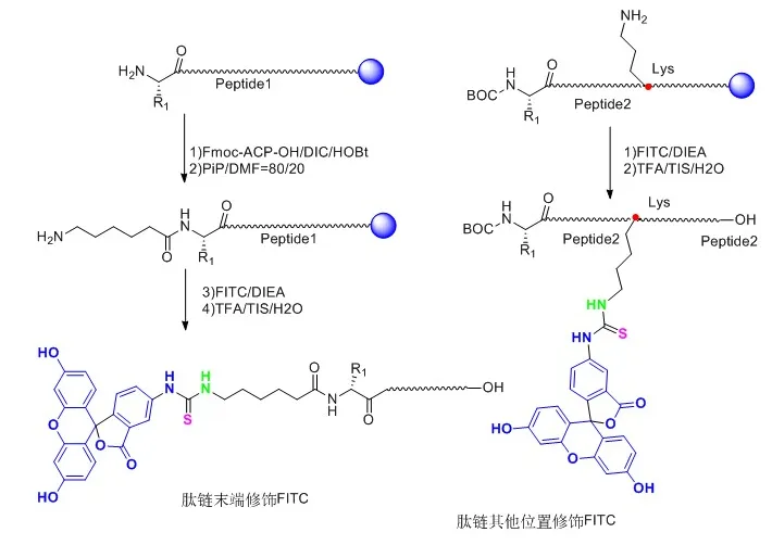 FITC-GE11  异硫氰酸荧光素标记GE11肽