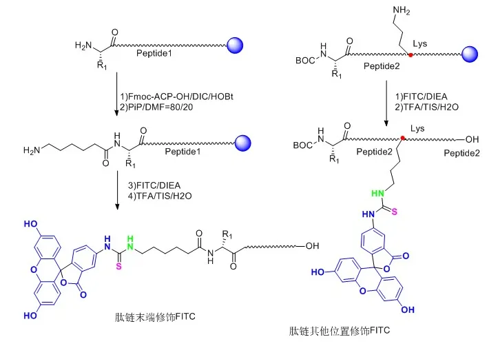 FITC-NGR 异硫氰酸荧光素标记NGR肽