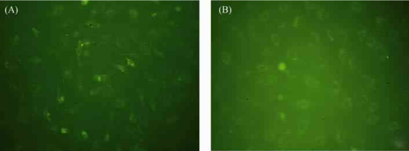 FITC-Ahx 异硫氰酸荧光素标记亲和肽