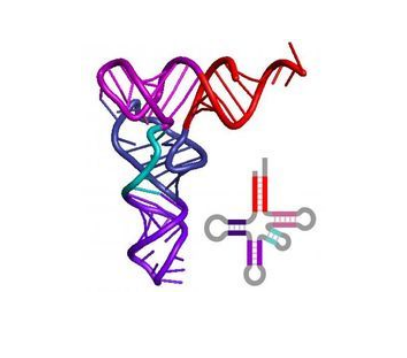 荧光标记核糖核酸RNA