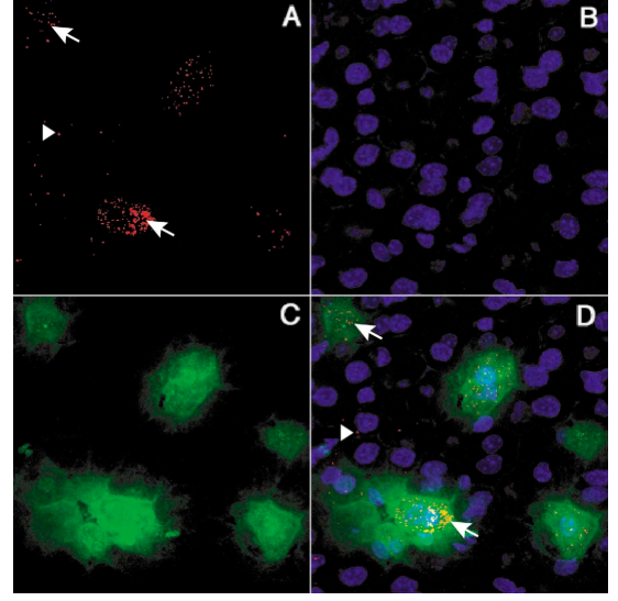 荧光标记脱氧核糖核苷三磷酸dCTP 