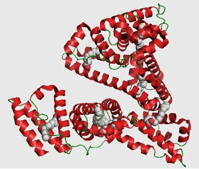 红色荧光标记牛血清白蛋白 RB/TRITC-BSA