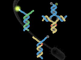 荧光标记BDH分子信标探针