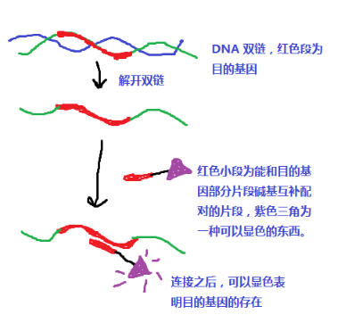 脱氧核糖核酸荧光探针 eDNA-链探针