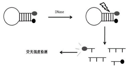 脱氧核糖核酸荧光探针  cDNA链荧光探针