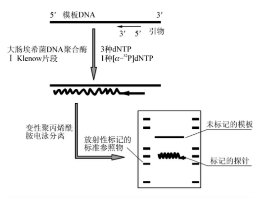 荧光标记ODNs荧光探针  ODNs寡核苷酸荧光探针