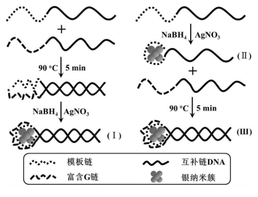 荧光标记P-DNA-4探针 DNA(probe DNA,P-DNA)探针