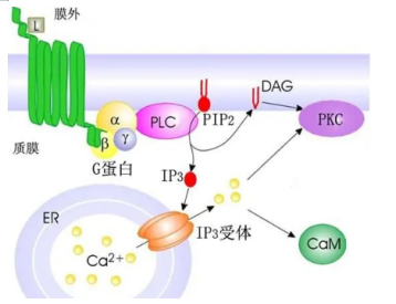 荧光标记激酶蛋白