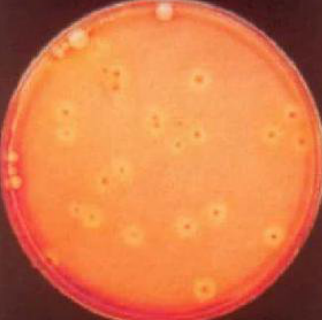 荧光标记葡萄球菌A蛋白SPA