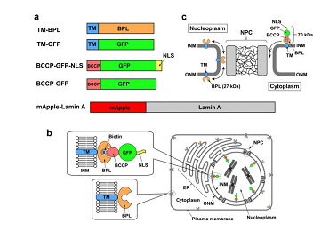 荧光标记链球菌蛋白G r-SPG