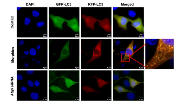 荧光标记血红蛋白Hemoglobin 