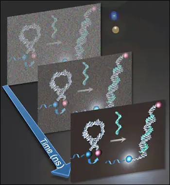 荧光标记P-DNA-6探针