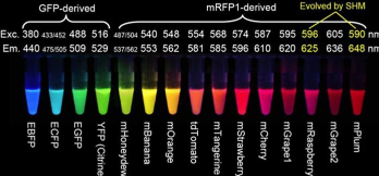 荧光标记热休克蛋白HSP27