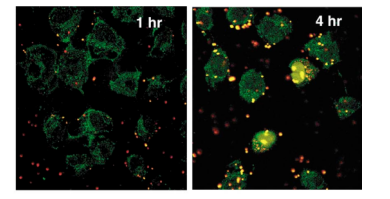 荧光标记小干扰RNA siRNA 