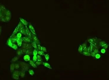荧光标记琥珀酰化钥孔傶血兰蛋白