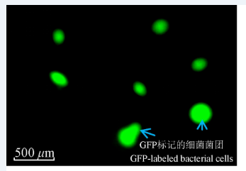 荧光标记重组gCTX融合蛋白