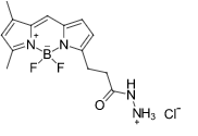 BDP FL hydrazide 氟硼二吡咯酰肼 2183473-45-0