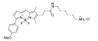 BDP TMR amine  CAS：2183473-09-6