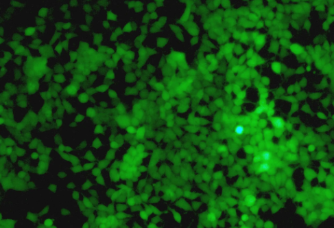 绿色荧光蛋白GFP-thiol 绿色荧光蛋白硫醇