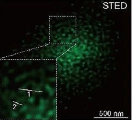 荧光标记海藻酸钠纳米粒sSAN
