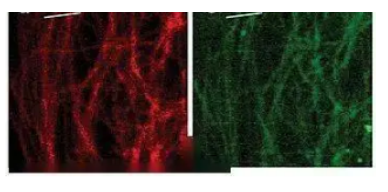 荧光标记Tat肽段介导超顺磁性纳米氧化铁颗粒 Tat-MNPs