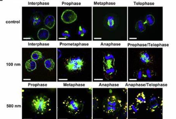 荧光标记氨基化二氧化硅纳米粒
