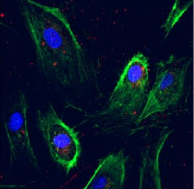 荧光标记中空介孔硫化铜纳米粒 HMCuS NPs