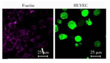 荧光标记MYCN siRNA纳米脂质体