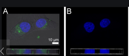 荧光标记纳米胶束 nanomicelles