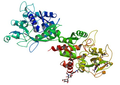 CY3-Lactoferrin花菁染料CY3标记乳铁蛋白