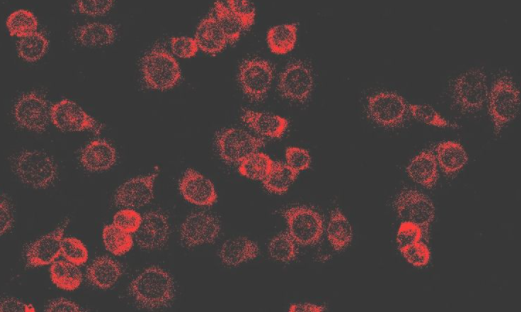 花菁染料CY3-聚乙二醇-肿瘤新生血管靶向肽Cy3-PEG-NGR