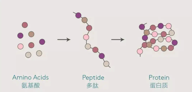 五甲川花菁染料标记PENE细胞穿膜肽CY5-PENE