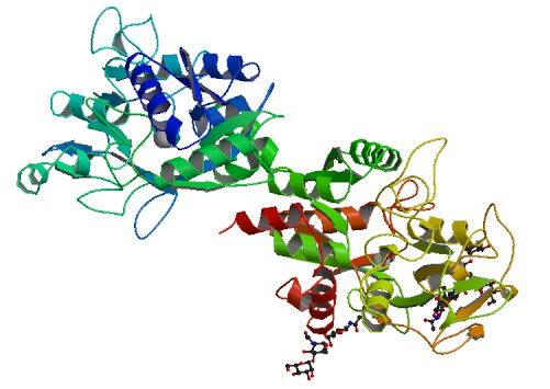 五甲川花菁染料标记标记乳铁蛋白CY5-Lactoferrin