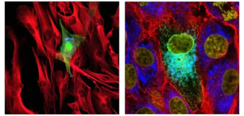 五甲川花菁染料标记标记酪蛋白CY5-Casein