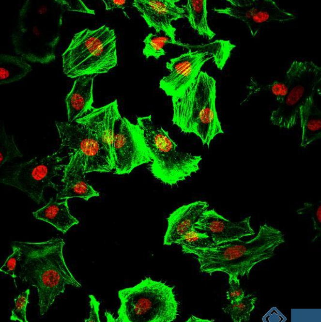 FITC-Phalloidin异硫氰酸荧光素标记鬼笔环肽