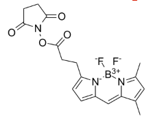 BODIPY-FL NHS ester 氟化硼二吡咯-N-羟基琥珀酰亚胺