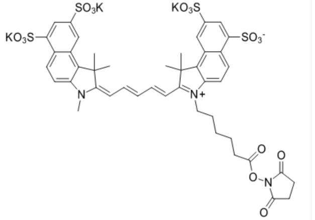脂溶性CY5.5 NHS和水溶性Sulfo-CY5.5 NHS的应用区别