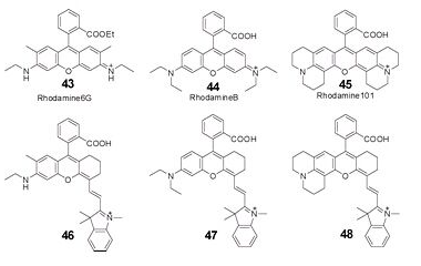 科研实验中有那些标记蛋白的荧光染料？