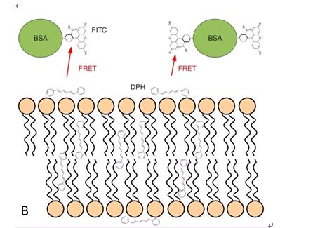 技术资讯-BSA-FITC(牛血清白蛋白荧光素)合成材料、步骤简述