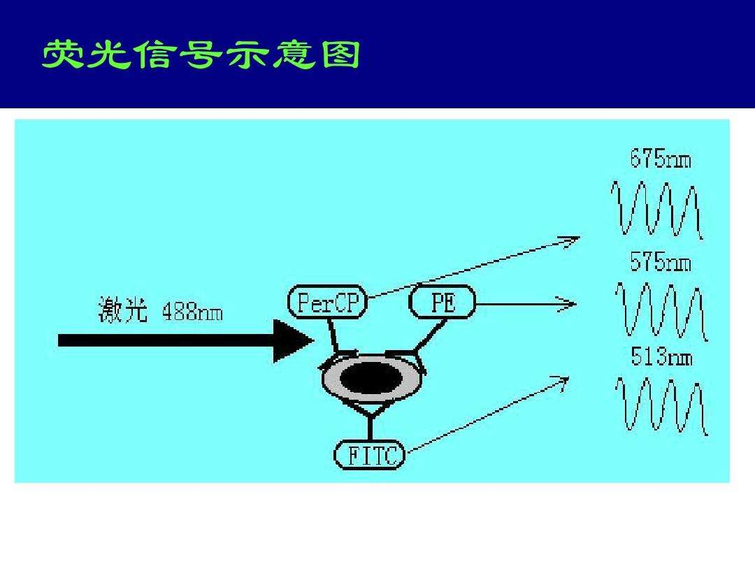 荧光