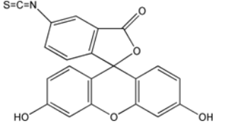 Avidin-FITC绿色荧光FITC标记亲和素