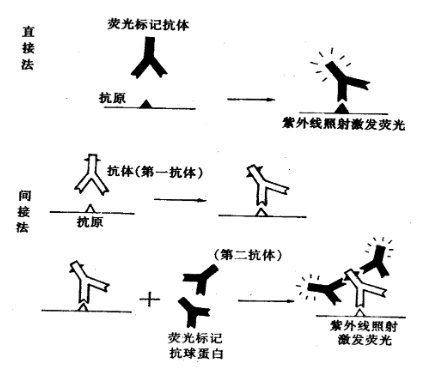 免疫荧光技术