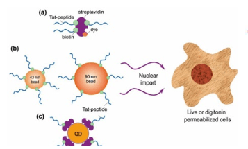 荧光标记CPPs 荧光标记CPPs